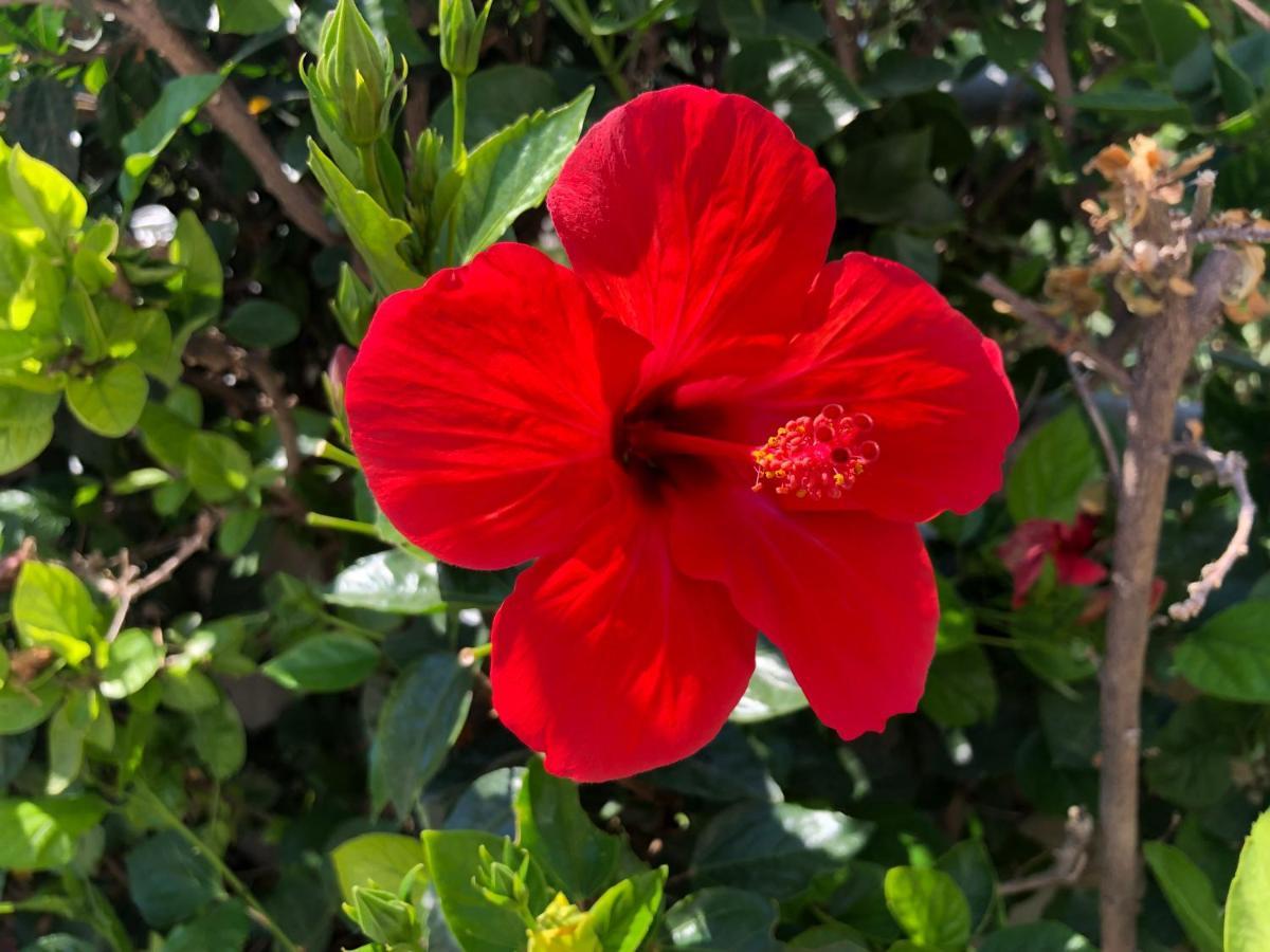 Stegna Hibiscus Pensionat Archangelos  Eksteriør billede