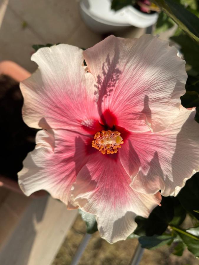 Stegna Hibiscus Pensionat Archangelos  Eksteriør billede