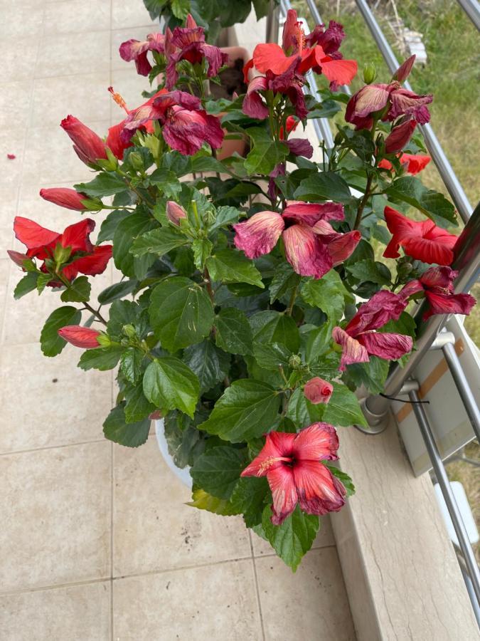 Stegna Hibiscus Pensionat Archangelos  Eksteriør billede