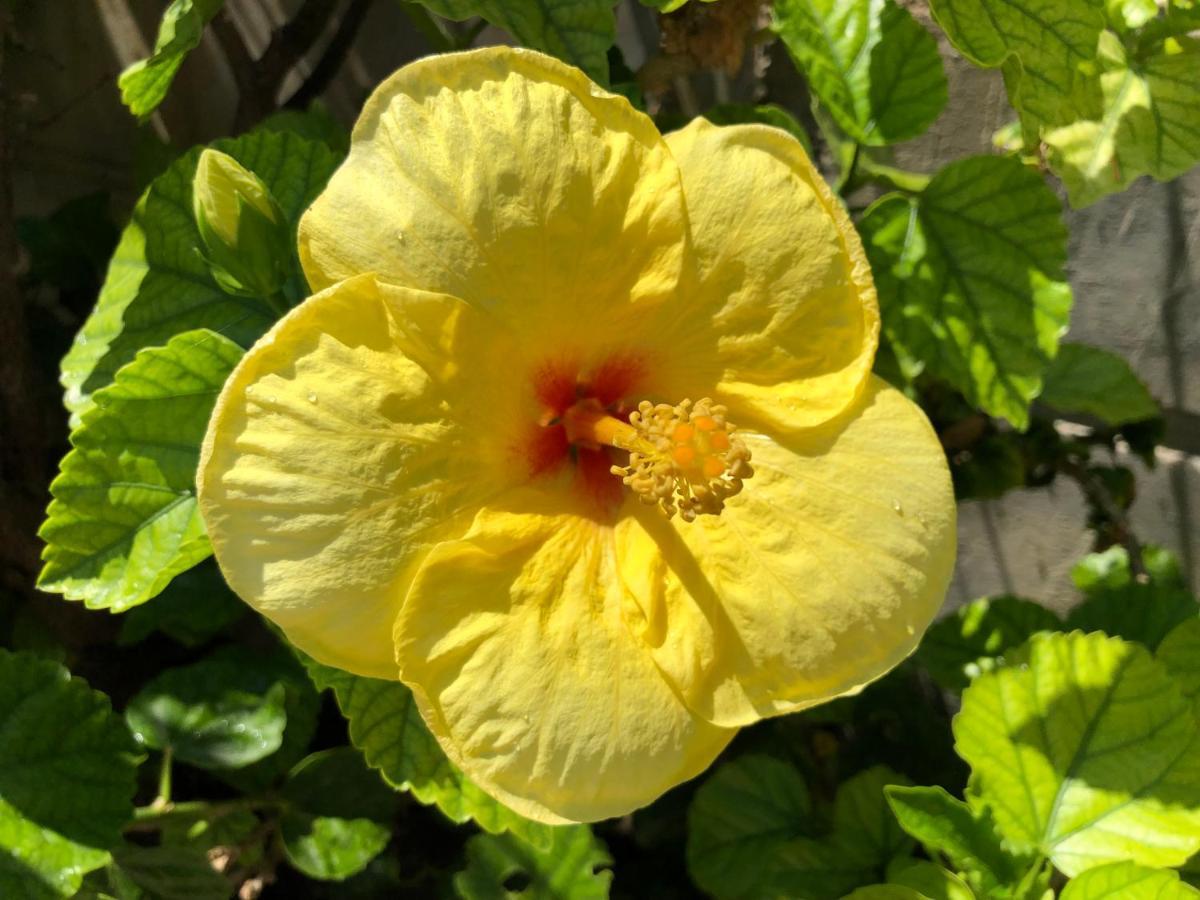 Stegna Hibiscus Pensionat Archangelos  Eksteriør billede